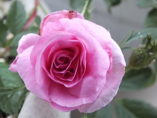  photo rosedamour_zps35ed0cf6.jpg